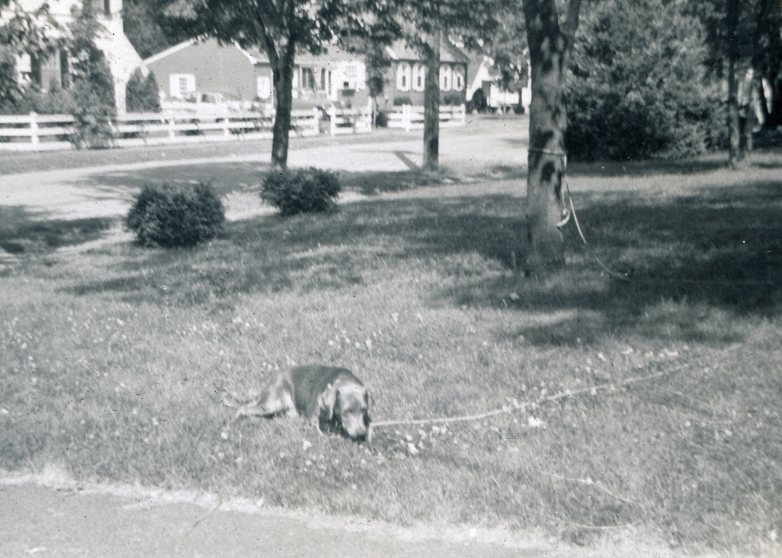 1957-05-18 2 Dusty tied up for chasing bikes; hot, hot, Armed Forces Day.jpg