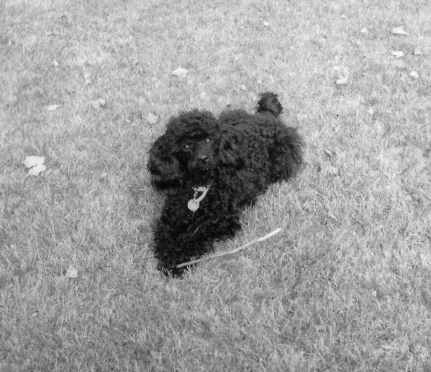 1964-09 5 Cinder in the apple orchard - she loves Maine.jpg