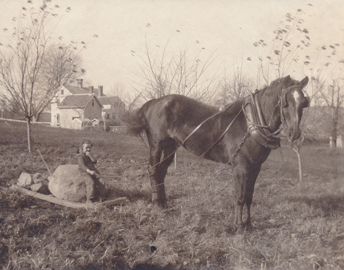 1901~ Ped, Oxford Farm.jpg
