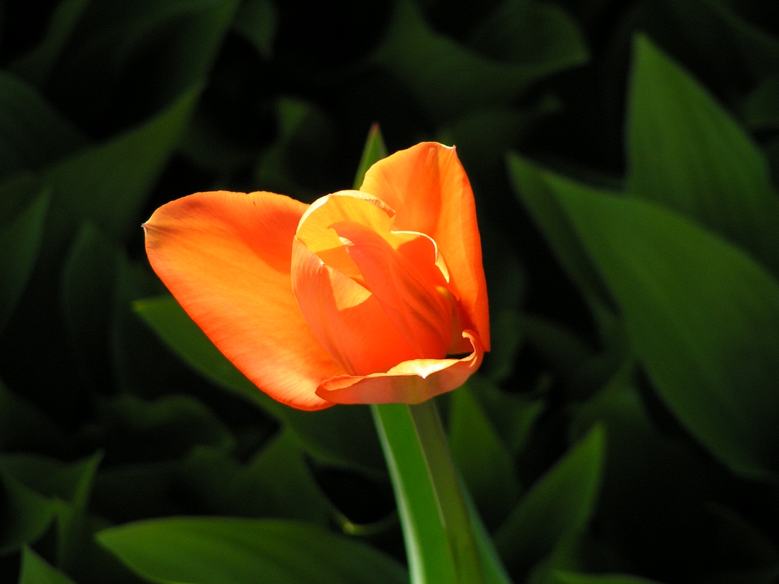 2004-04-24 3 Tulip, our yard in Rozzie.jpg