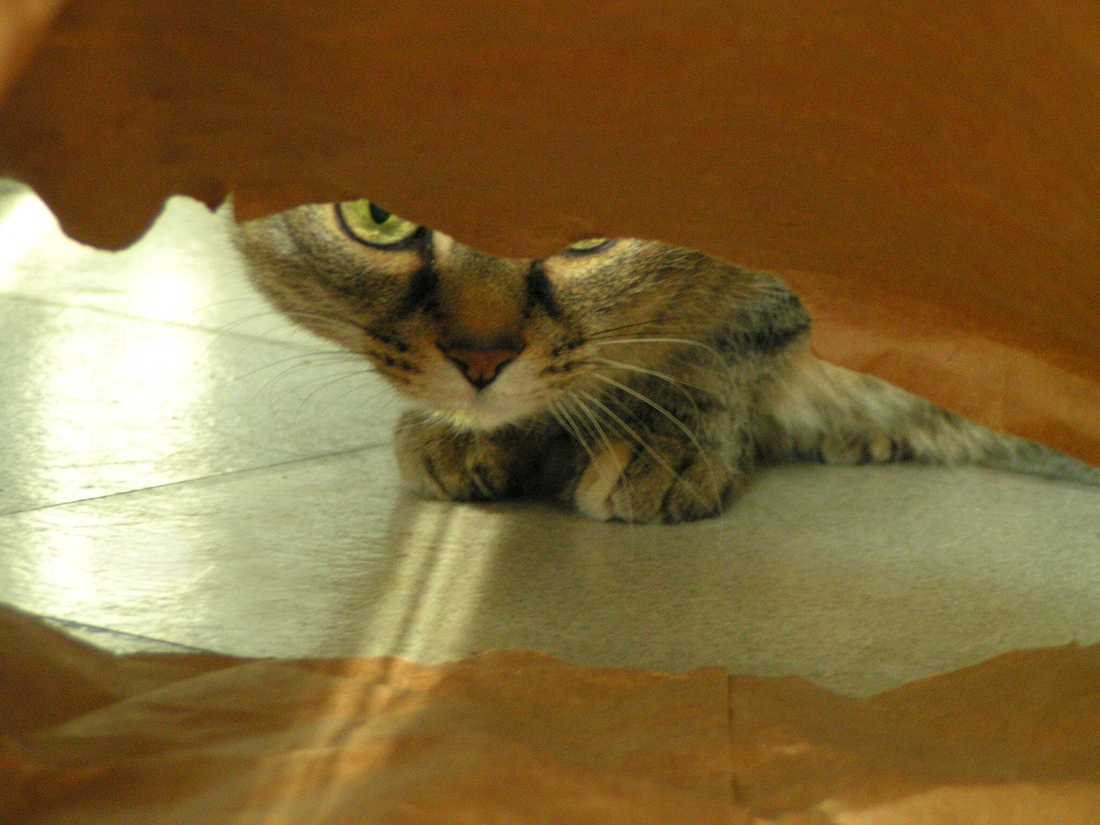 2004-04-24 6 Curious Emma & the Paper Bag.jpg