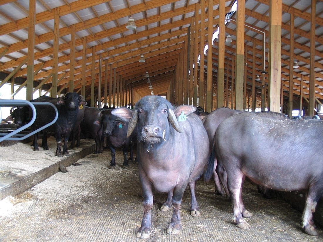 2004-07-27 1 Cheese Tour - Woodstock Water Buffalo, VT.jpg