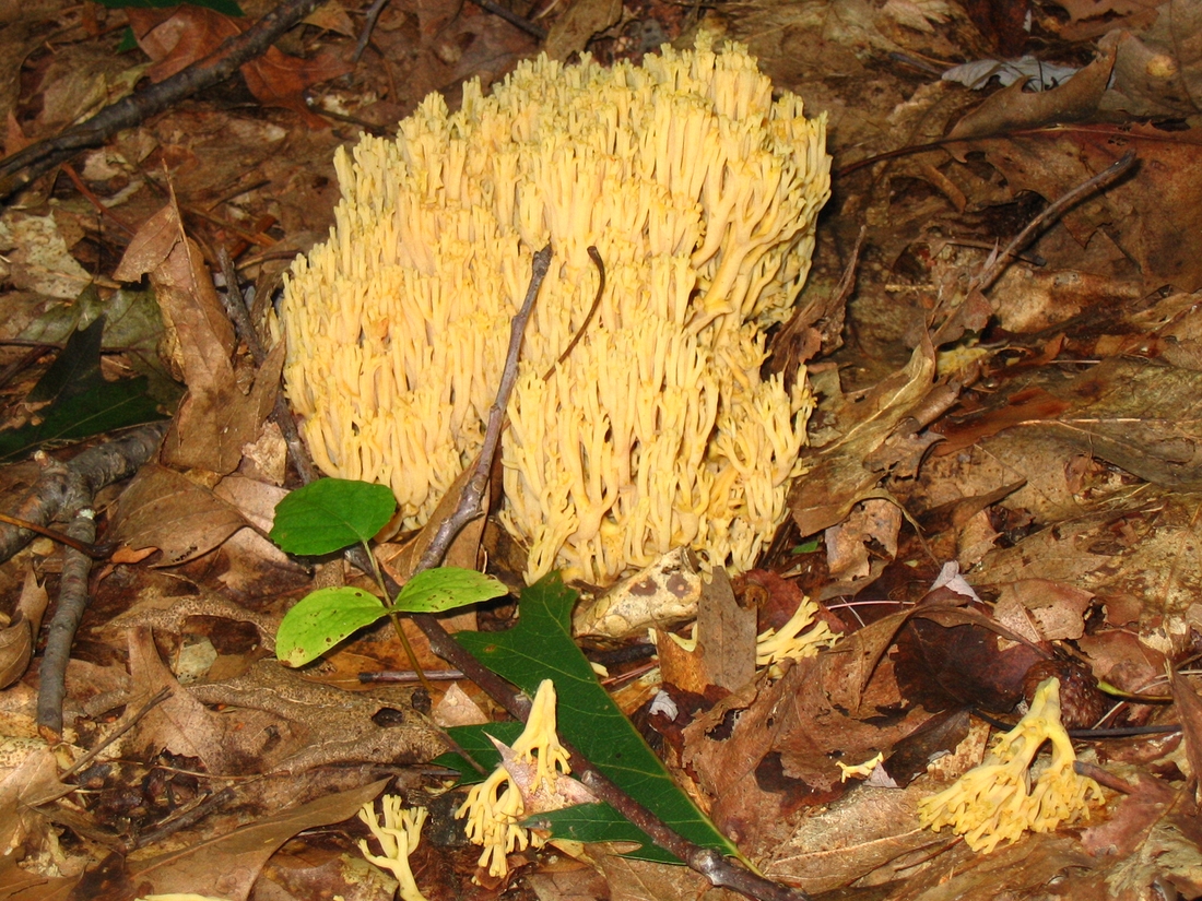 2004-09-19 2 Crown-Tipped Coral Mushrooms, Noanet Woodlands, Dover.JPG