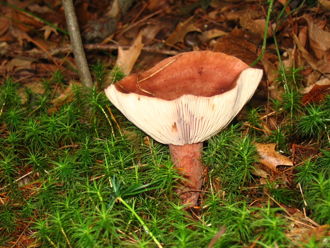 2004-09-19 4 Lactarius Mushroom, East of Noanet Woodlands.JPG