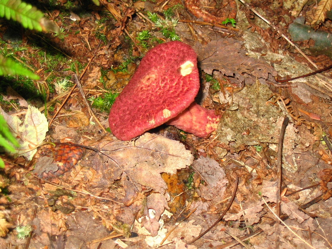 2004-09-26 1 Suillus (aka painted slipperycap) Mushroom - Peters Reservation, Dover.JPG