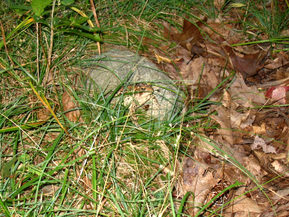 2004-09-26 3 Toad at Peters Reservation, Dover.JPG