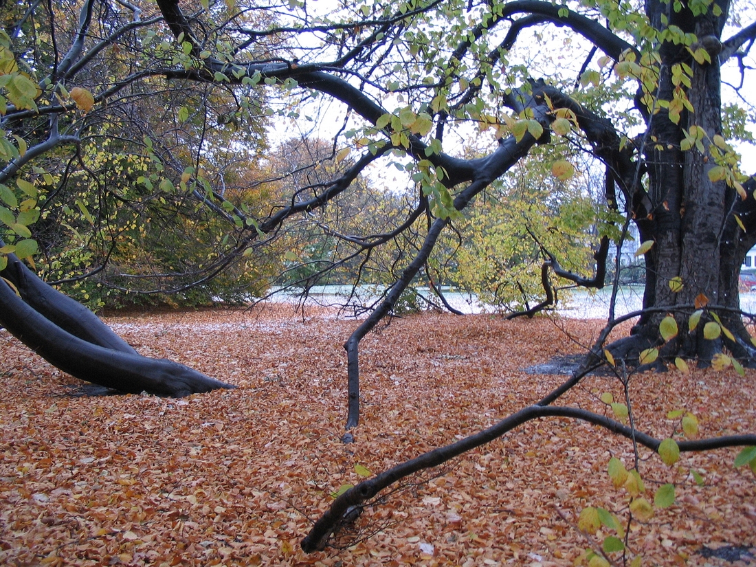 2004-11-12 Brookline - Longwood Mall beech tree.JPG