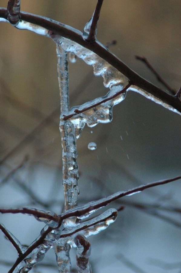 2005-03-05 3 P-icicle, Williamstown.jpg