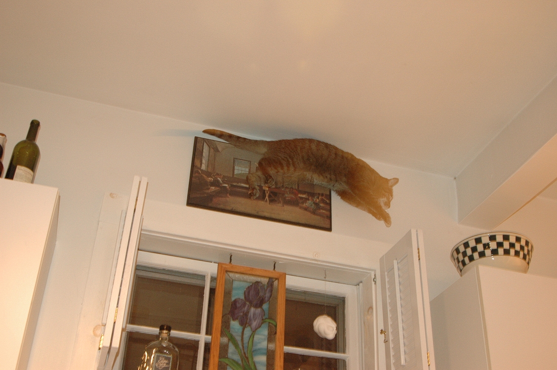 2005-04-22 Emma's daily cabinet-to-cabinet leap.jpg