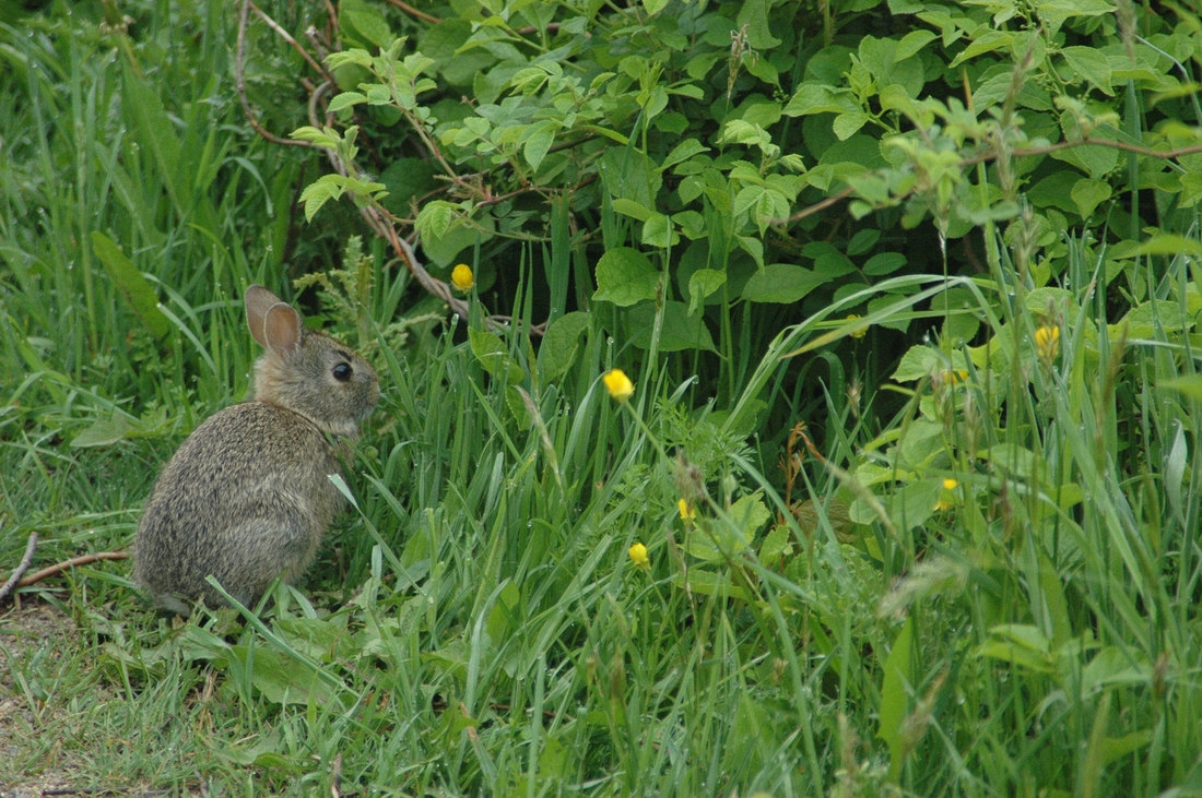 2005-05-31 5 Fort Hill, early morning.JPG