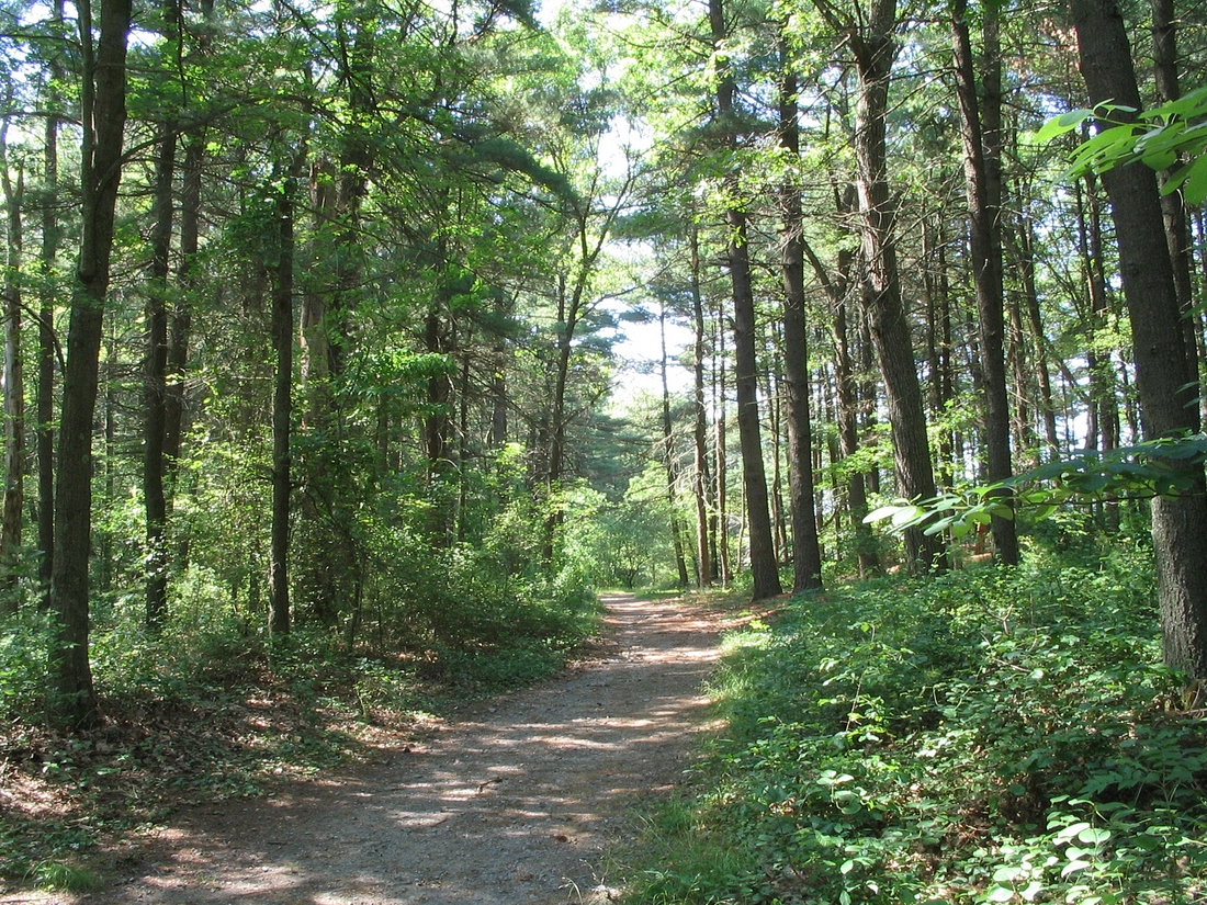 2005-07-12 Near Houghton's Pond, Milton.JPG