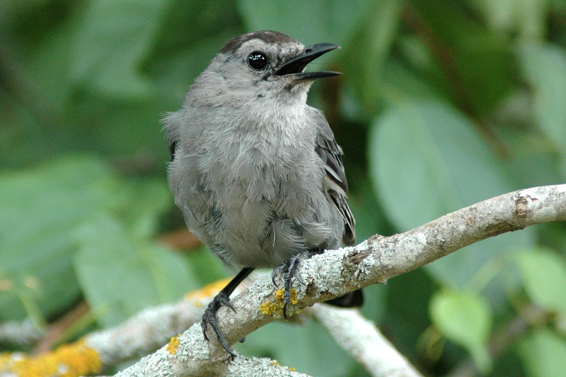 2005-08-09 1 Catbird, Wellfleet Audubon.tif