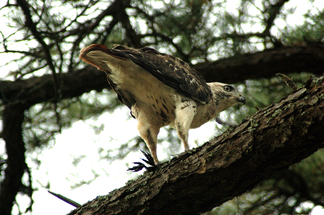 2005-08-09 2 Red Tailed Hawk Eating Crow, Wellfleet Audubon.jpg