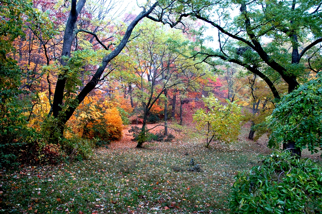 2005-11-06 3 Arboretum foliage.jpg