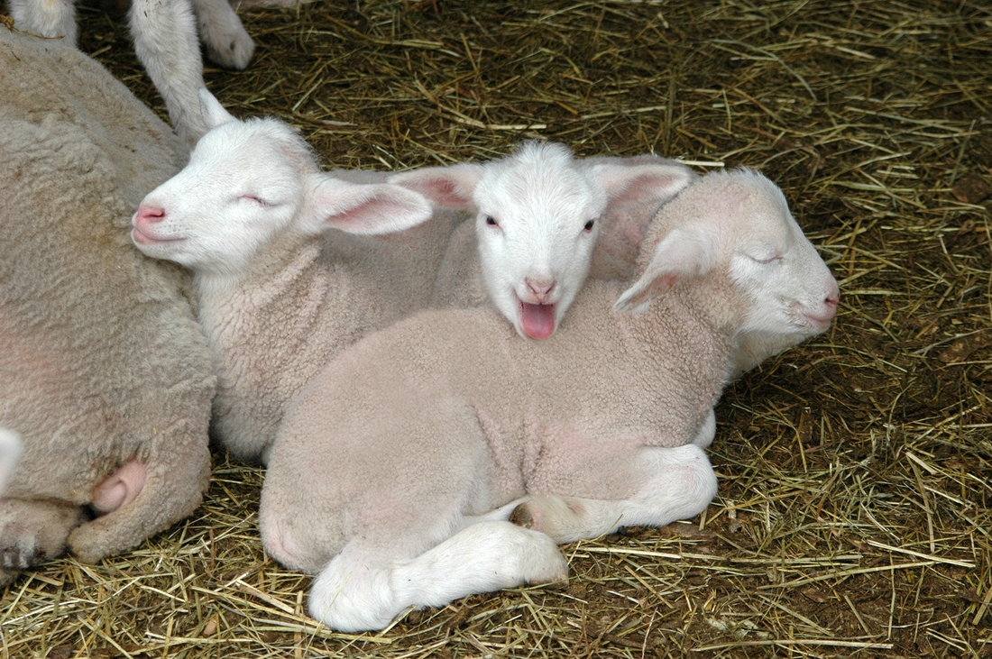 2006-03-25 2 Lambs Brattleboro, Vermont Trip.tif