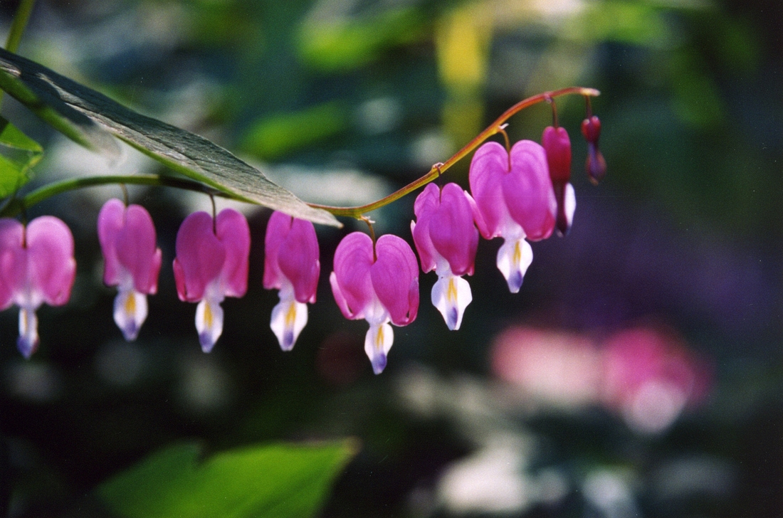 2006-04-19 1 Our Bleeding Hearts in Rozzie.jpg