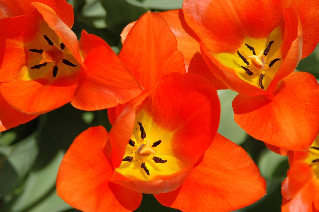 2006-04-19 2 Our Orange Tulips in Rozzie.tif