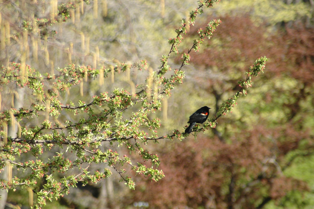 2006-04-26 1 Forest Hills Cemetery - Redwing.JPG
