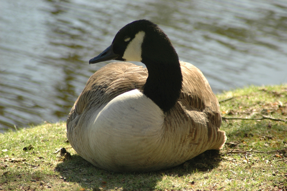 2006-04-26 2 Forest Hills Cemetery - Goose.JPG