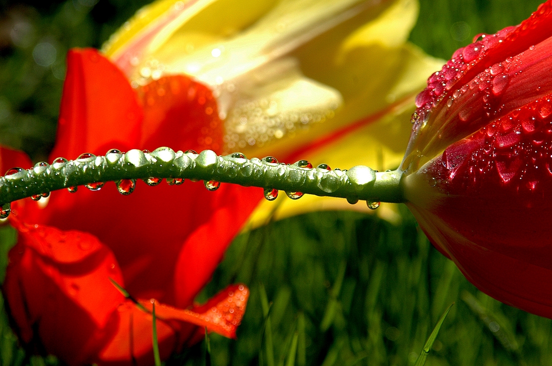 2006-05-04 Fallen Tulips at Putterham library.jpg