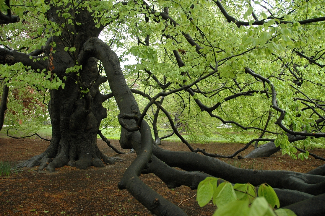 2006-05-10 Brookline - Longwood Mall Beech Tree.JPG