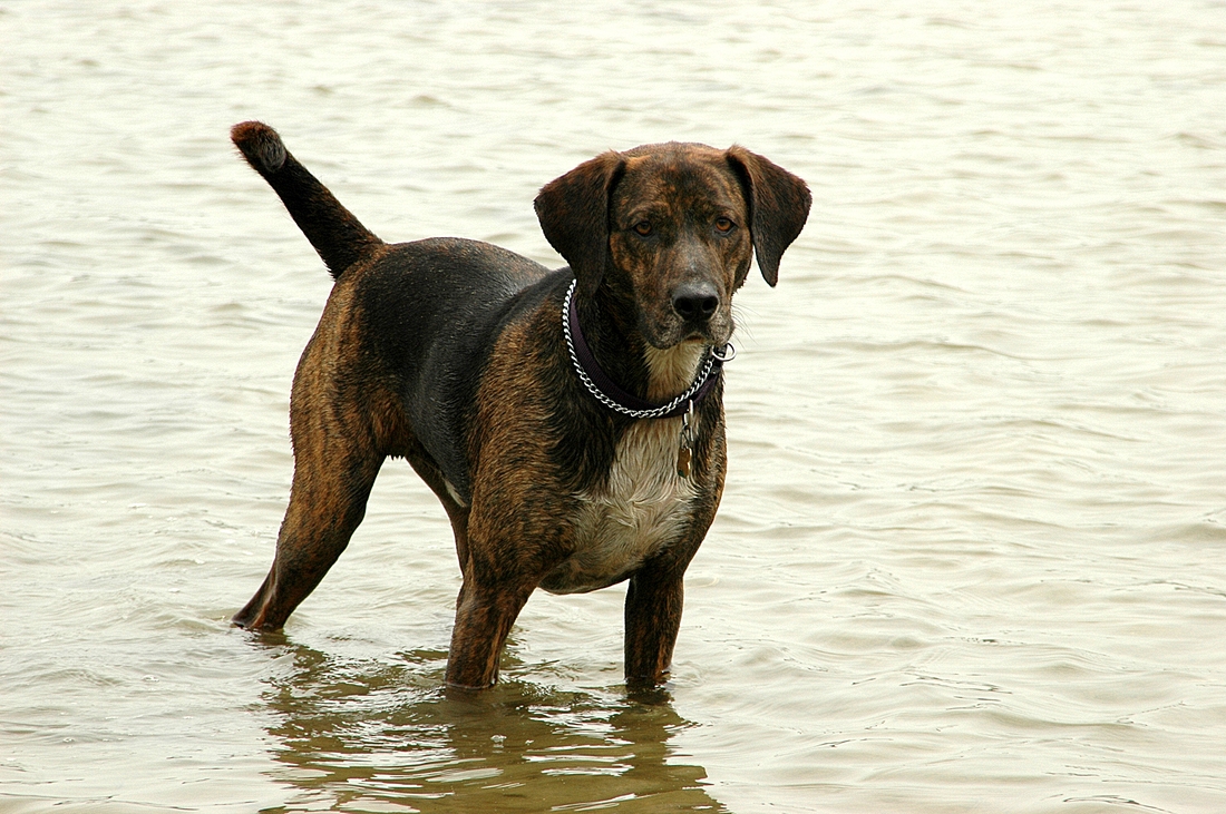2006-06-02 1 Sherman on Cape Cod.jpg