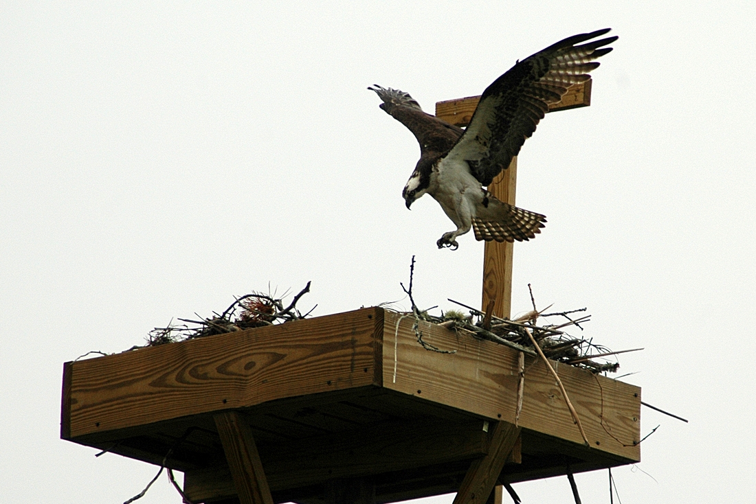 2006-06-08 1 Osprey at Nest - Herring River, Harwich.tif