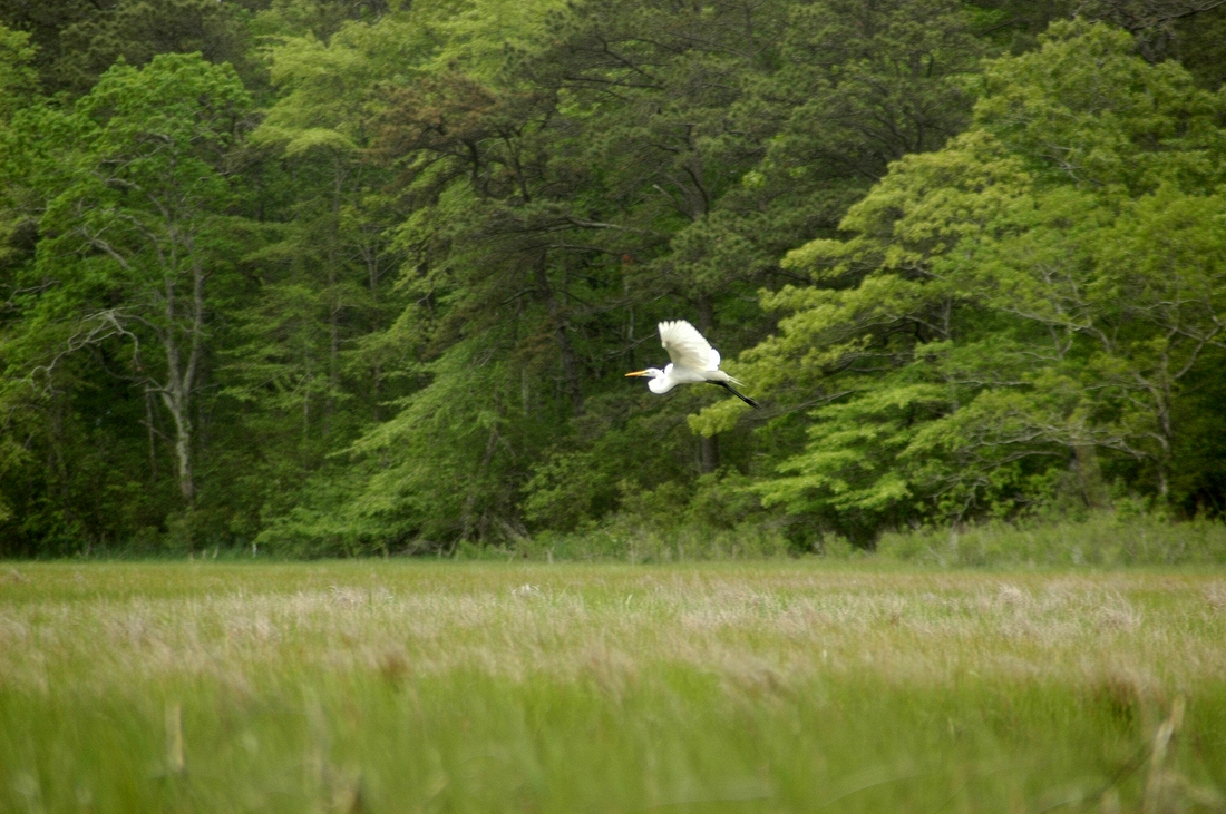 2006-06-08 2 Egret Descends - Kayaking on Herring River, Harwich.jpg