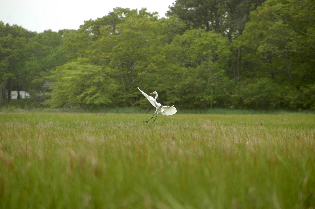 2006-06-08 3 Egret Landing - Kayaking on Herring River, Harwich.jpg