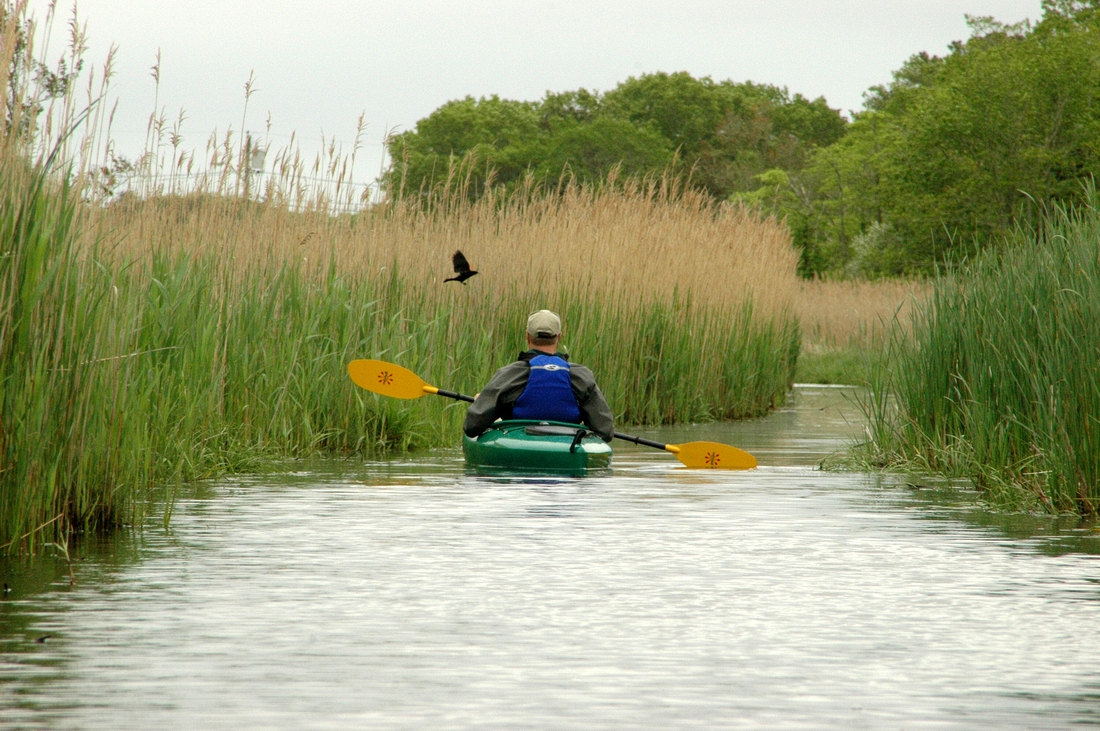 2006-06-08 5 Peter - Kayaking on Herring River, Harwich.jpg
