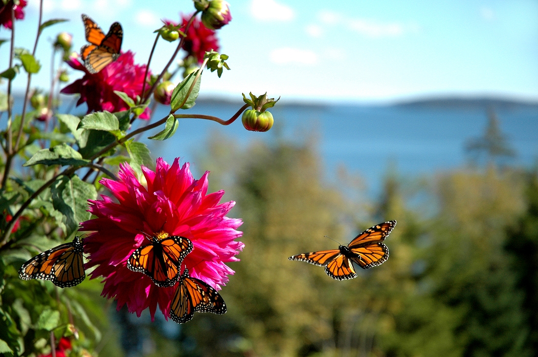 2006-09-30 2 Rothschild Butterflies & Dahlias, Islesboro.jpg