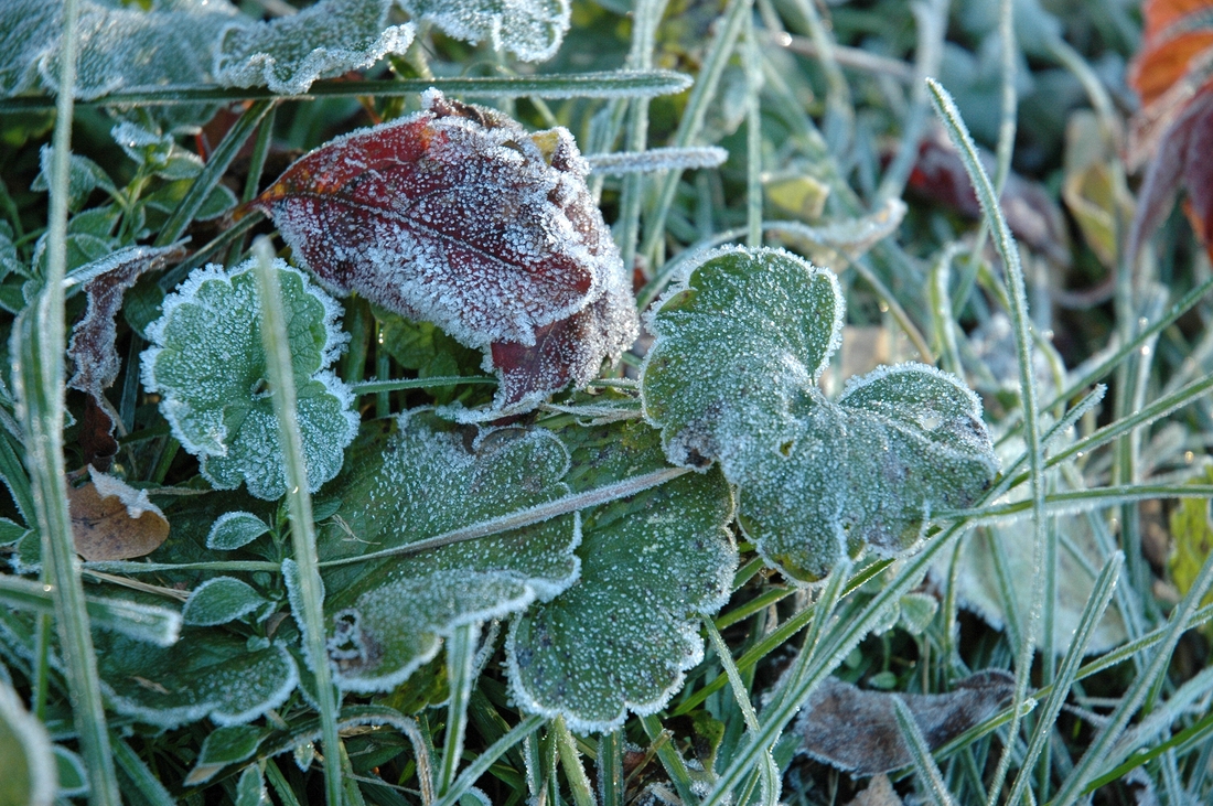 2006-10-14 1 Frost at Mom's.JPG