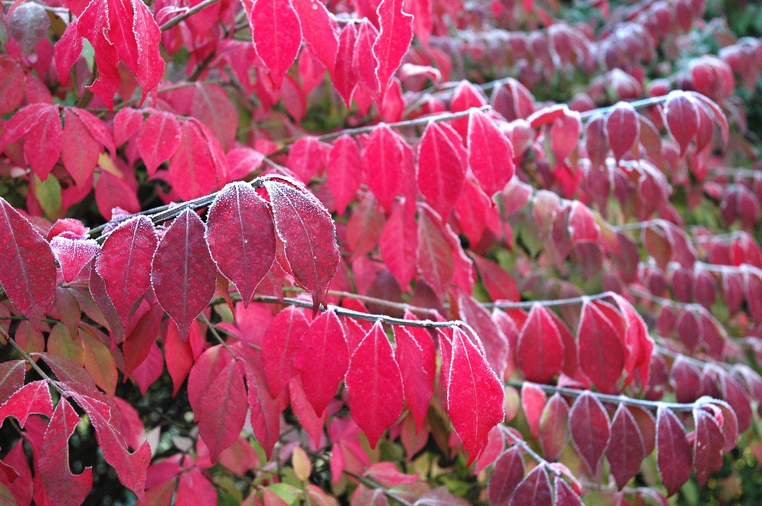 2006-10-14 2 Burning Bush at Mom's.jpg