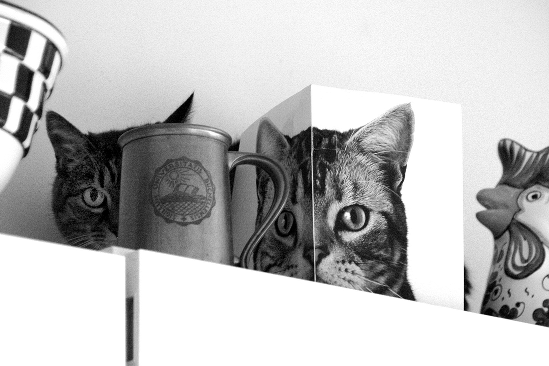2007-01-04 Emma and pals on cabinet.jpg
