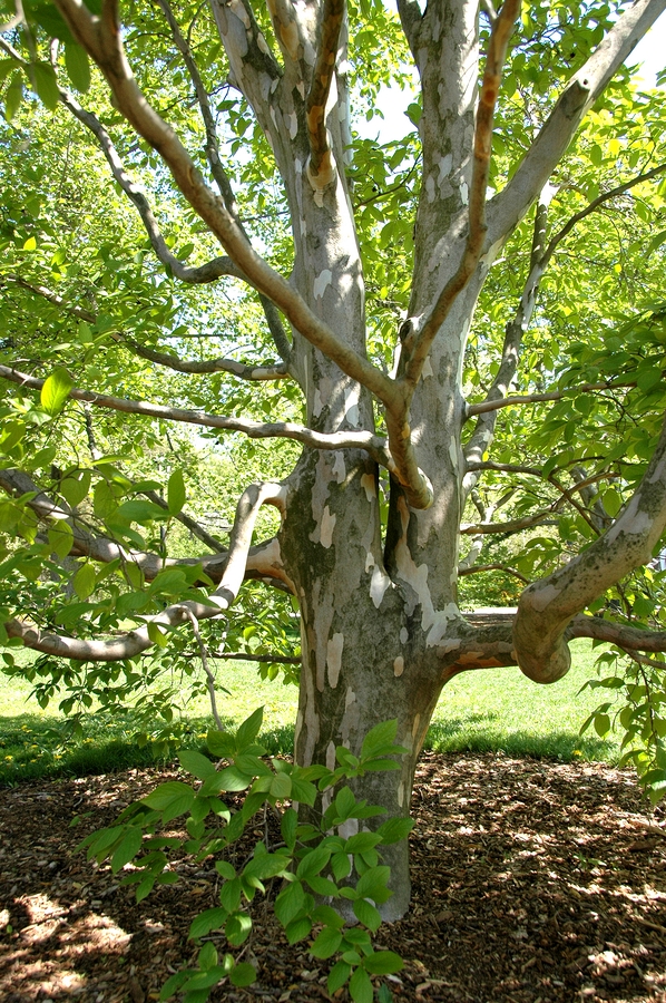 2007-05-13 4 Japanese Stewartia tree, Lilac Sunday, Arnold Arboretum.jpg