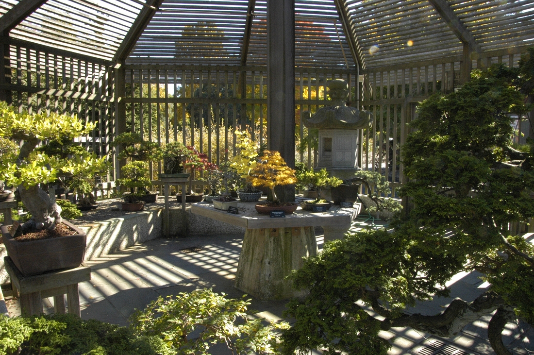 2007-10-21 5 Bonsai and Penjing Collection, Arnold Arboretum.JPG