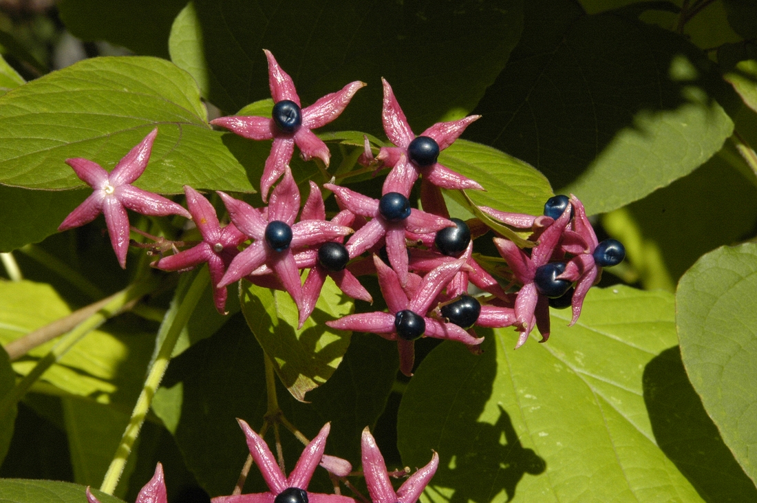 2007-10-21 6 Harlequin Gloryblower, Arboretum.JPG