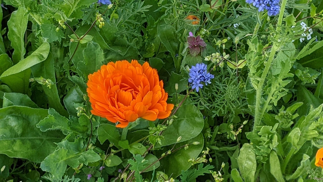 2022-05-29 214 St Patrick's Park, Dublin.jpg