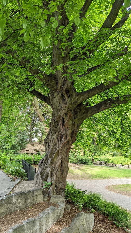 2022-05-30 023 St Stephen's Green Park, Dublin.jpg