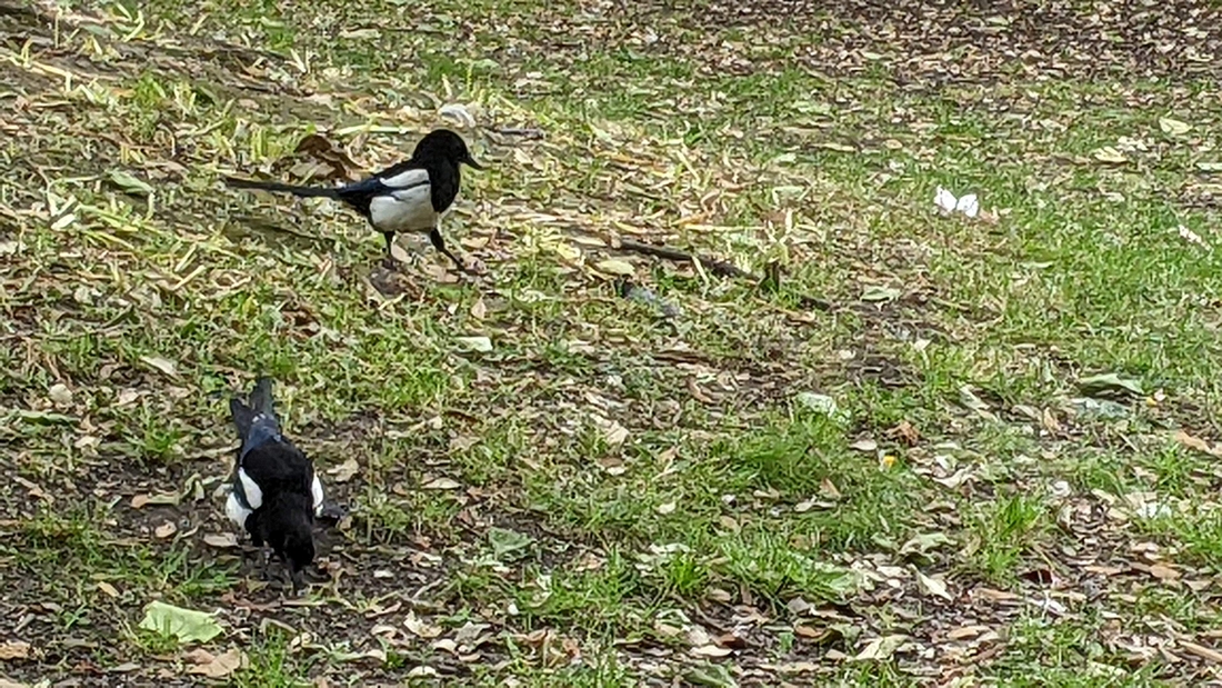 2022-05-30 035 Magpies, St Stephen's Green Park, Dublin.jpg