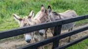 2022-05-31 132 Bunratty.jpg