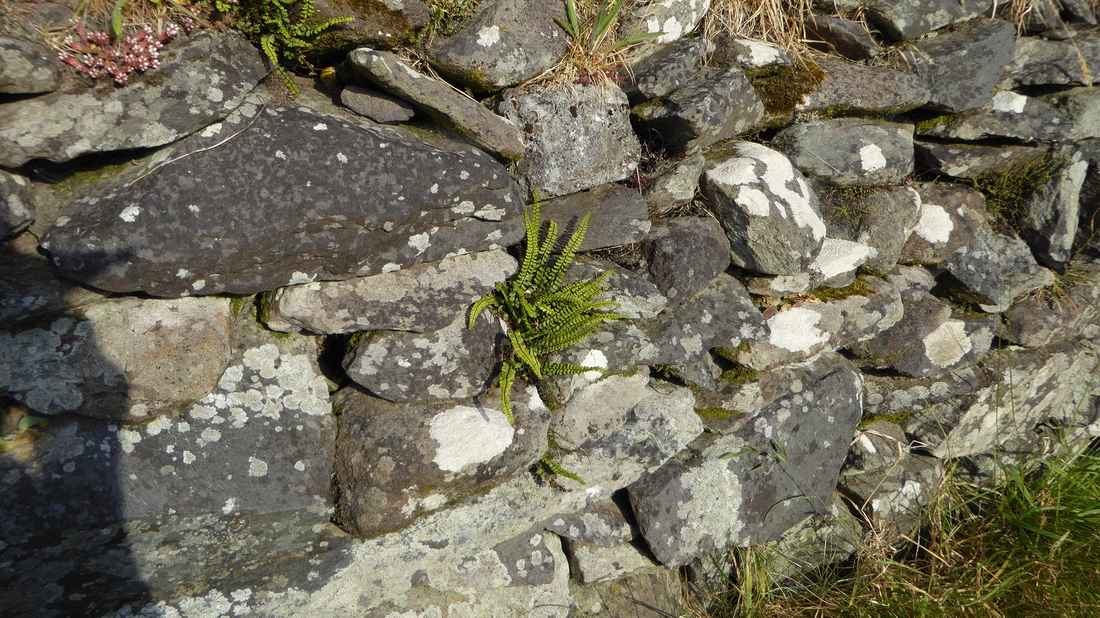 2022-06-01 267 Maidenhair Spleenwort plant - First walk, around Dingle.JPG