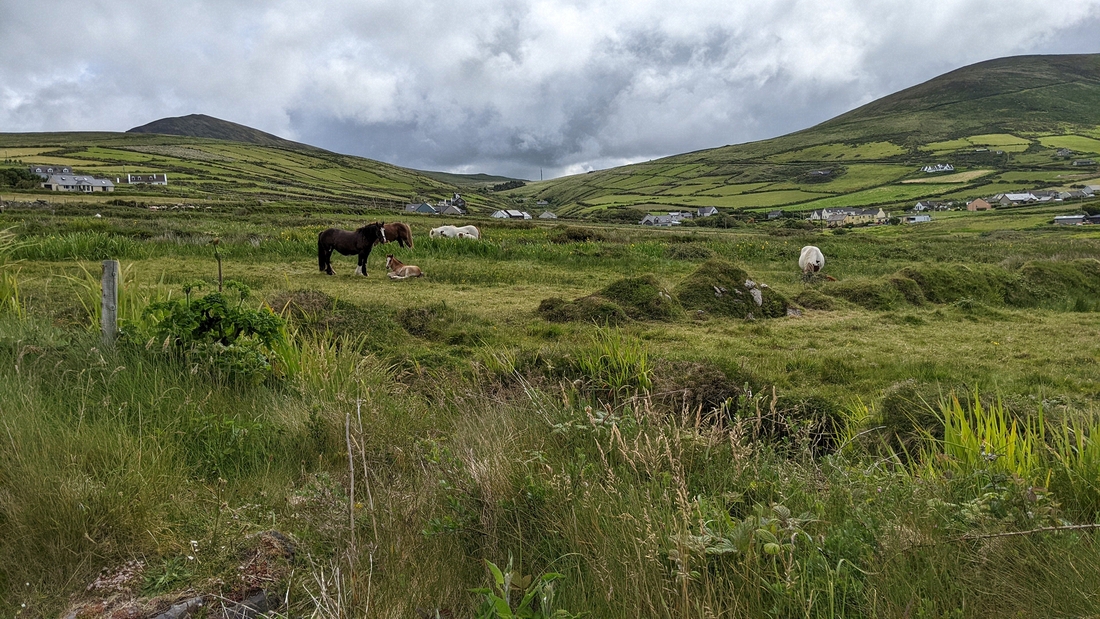 2022-06-02 013 Dunquin Wild Way Atlantic Walk, Dingle Peninsula.jpg