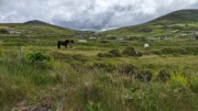 2022-06-02 013 Dunquin Wild Way Atlantic Walk, Dingle Peninsula.jpg