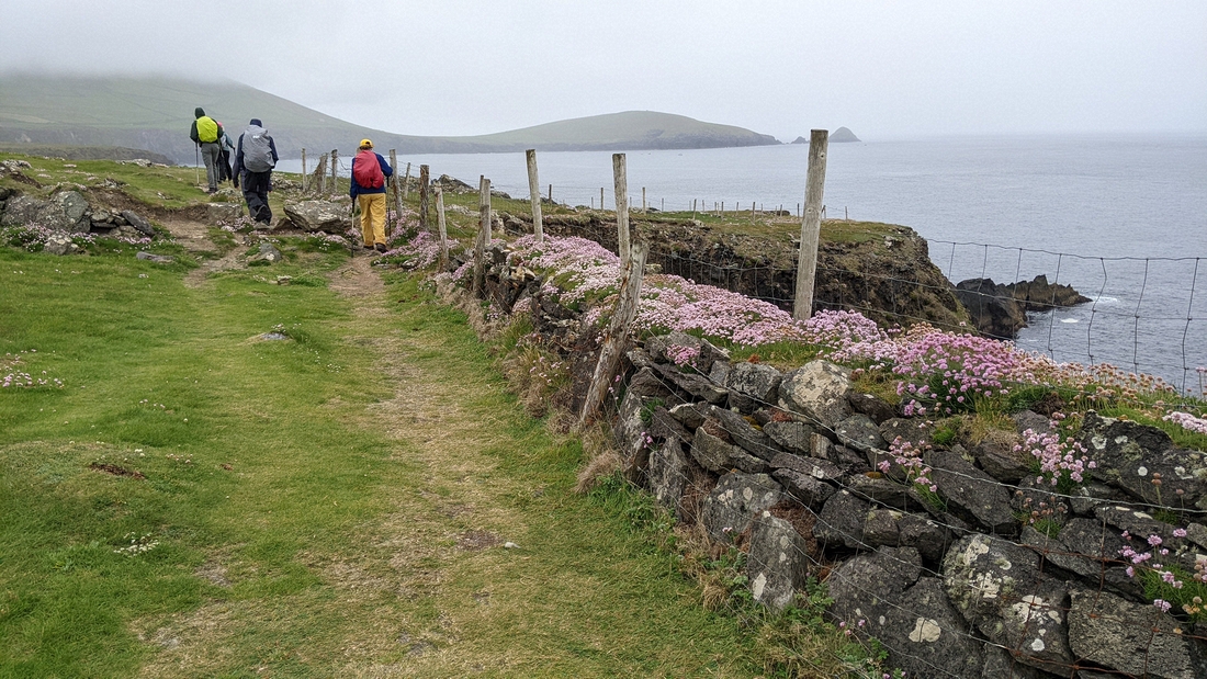 2022-06-02 240 Dunquin Wild Way Atlantic Walk, Dingle Peninsula.jpg