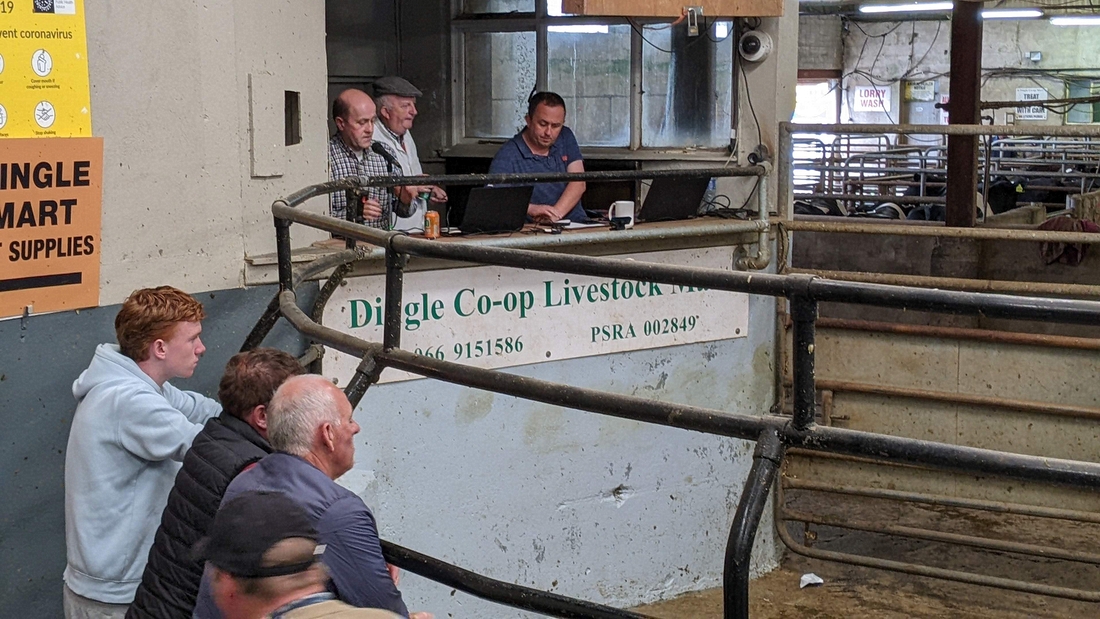 2022-06-04 054 Dingle Co-op Livestock Mart.jpg