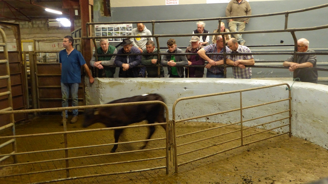 2022-06-04 089 Dingle Co-op Livestock Mart.JPG