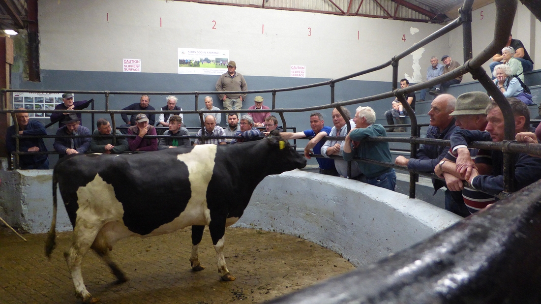 2022-06-04 122 Dingle Co-op Livestock Mart.JPG