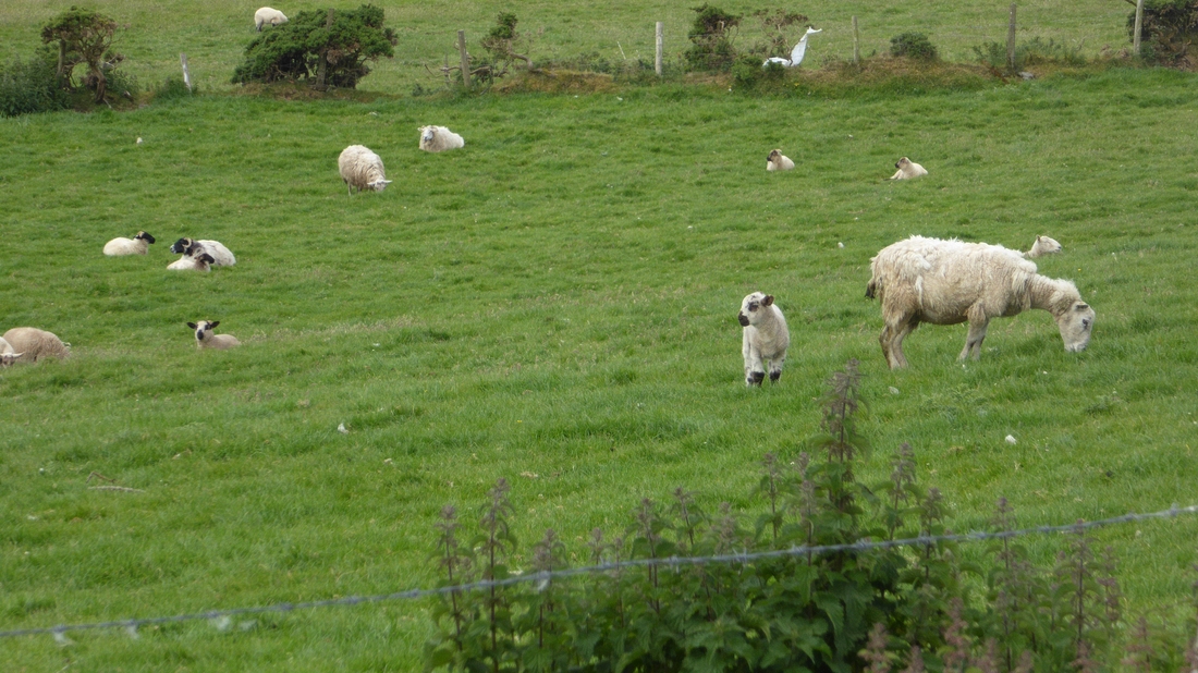 2022-06-05 019 Cosan na Naomh, Dingle Peninsula.JPG