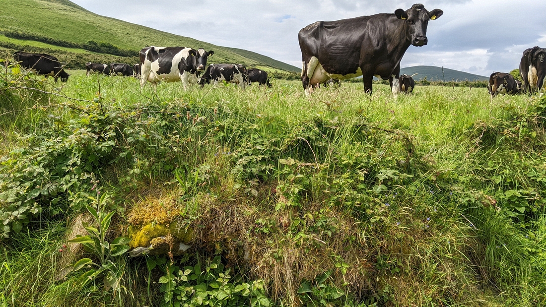 2022-06-05 127 Cosan na Naomh, Dingle Peninsula.jpg